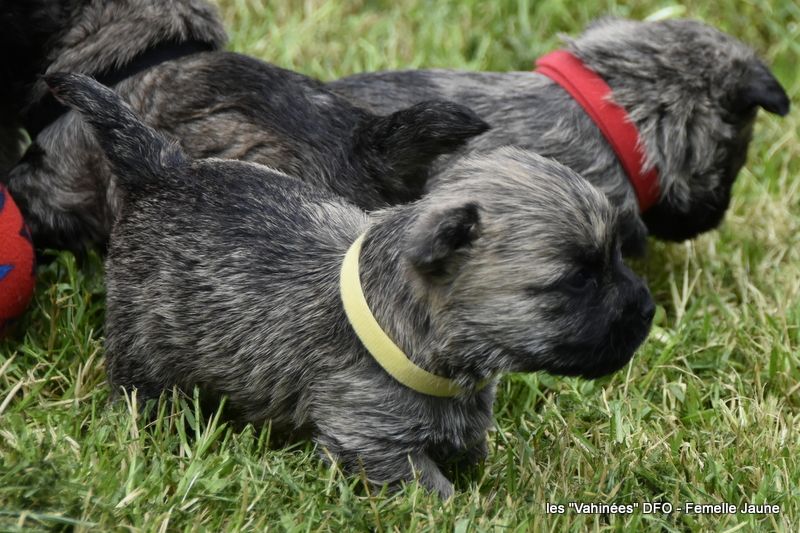 Des Fauves D'orient - Chiot disponible  - Cairn Terrier