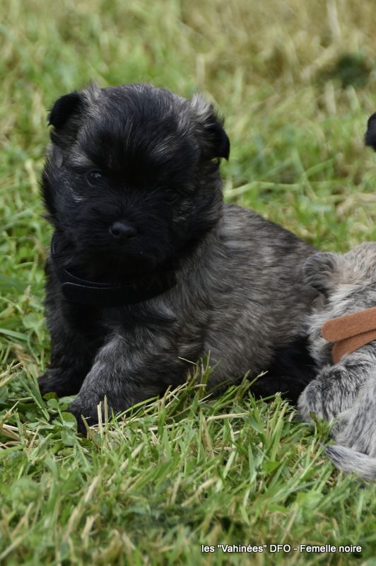 Des Fauves D'orient - Chiot disponible  - Cairn Terrier