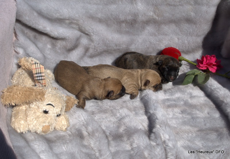 Des Fauves D'orient - Cairn Terrier - Portée née le 30/07/2012