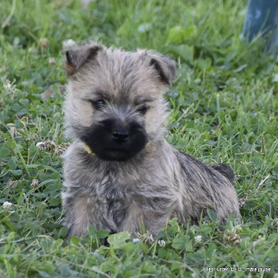 Des Fauves D'orient - Cairn Terrier - Portée née le 07/06/2023