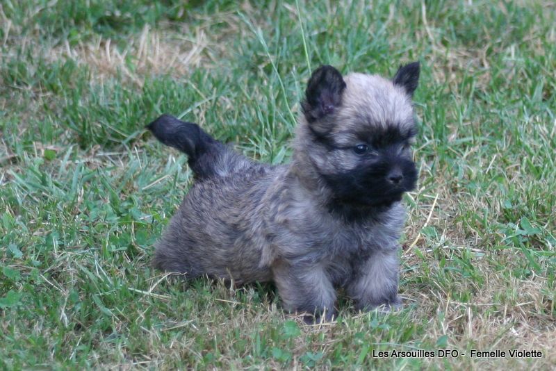 Des Fauves D'orient - Chiots disponibles - Cairn Terrier