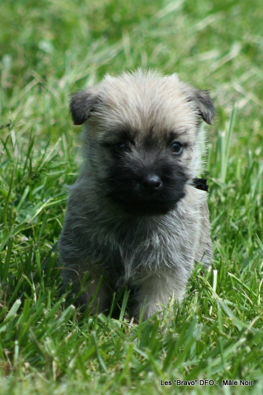 Des Fauves D'orient - Chiots disponibles - Cairn Terrier