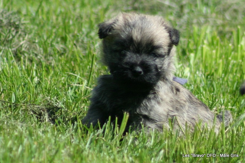 Des Fauves D'orient - Chiots disponibles - Cairn Terrier