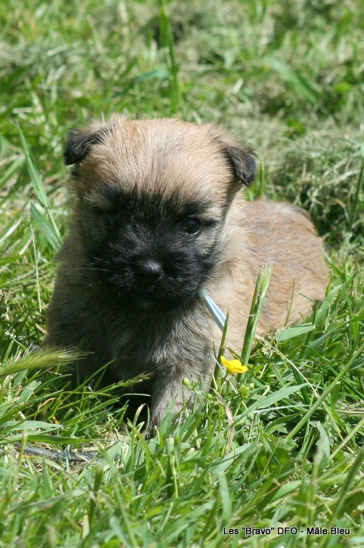 Des Fauves D'orient - Chiots disponibles - Cairn Terrier