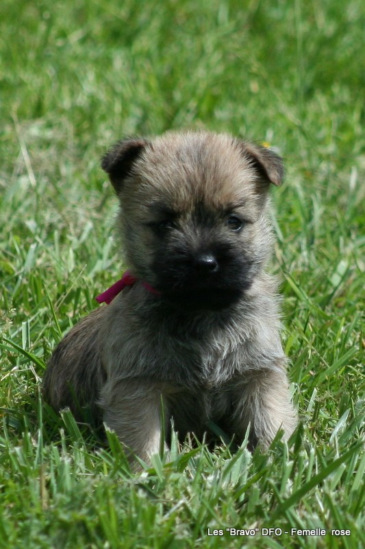 Des Fauves D'orient - Chiots disponibles - Cairn Terrier