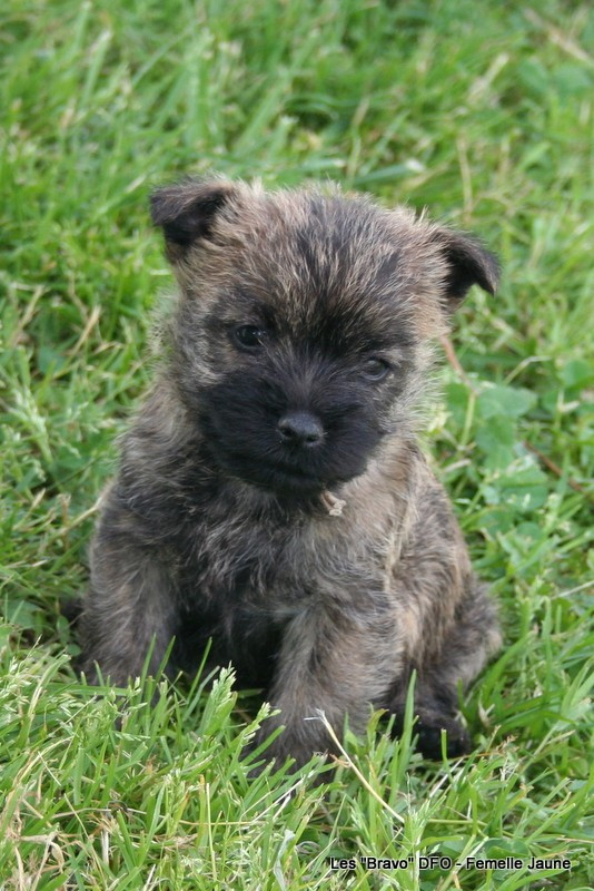 Des Fauves D'orient - Chiots disponibles - Cairn Terrier