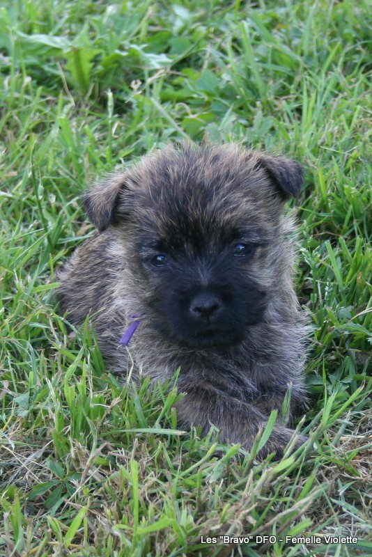Des Fauves D'orient - Chiots disponibles - Cairn Terrier