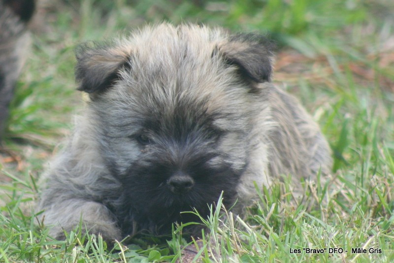 Des Fauves D'orient - Chiots disponibles - Cairn Terrier