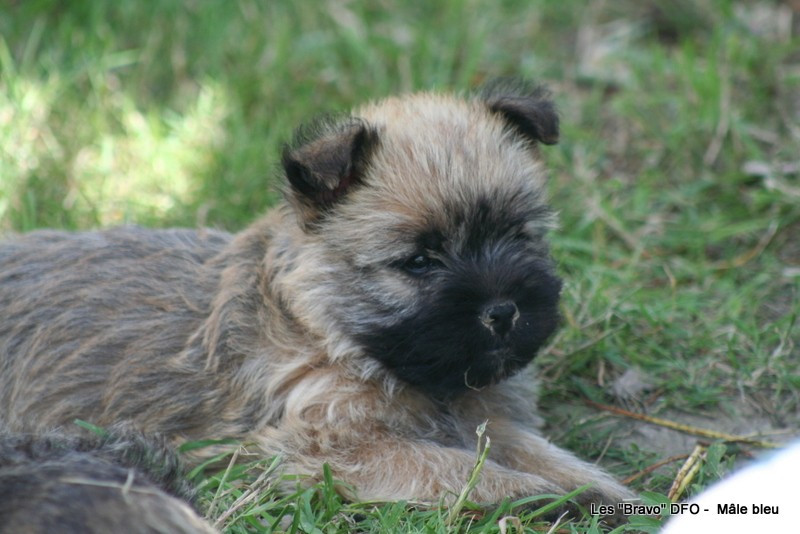 Des Fauves D'orient - Chiots disponibles - Cairn Terrier