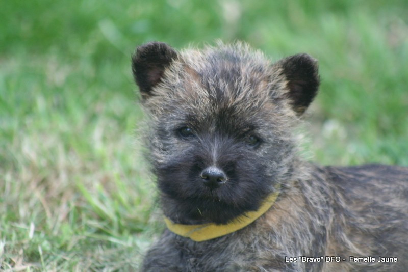 Des Fauves D'orient - Chiots disponibles - Cairn Terrier