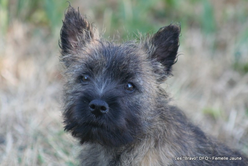 Des Fauves D'orient - Chiots disponibles - Cairn Terrier