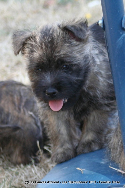 Des Fauves D'orient - Chiots disponibles - Cairn Terrier