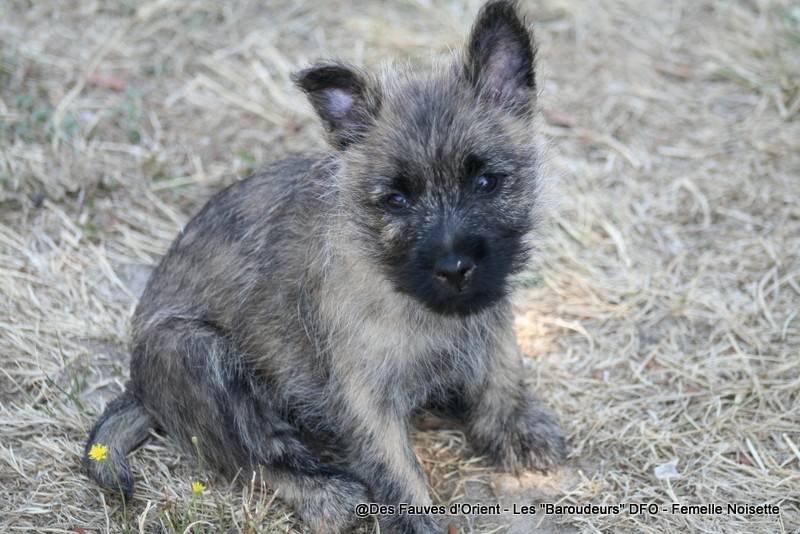 Des Fauves D'orient - Chiots disponibles - Cairn Terrier
