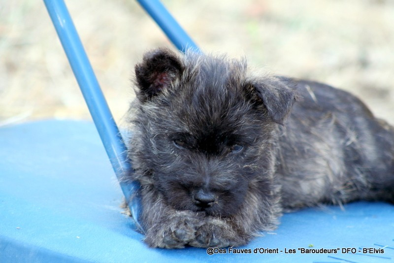 Des Fauves D'orient - Cairn Terrier - Portée née le 18/06/2026
