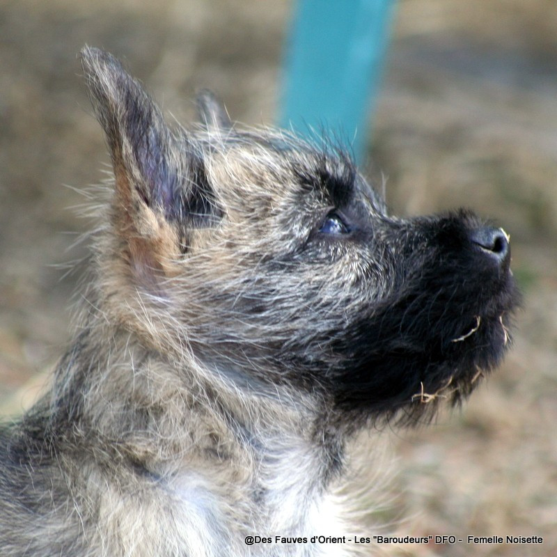 Des Fauves D'orient - Chiots disponibles - Cairn Terrier