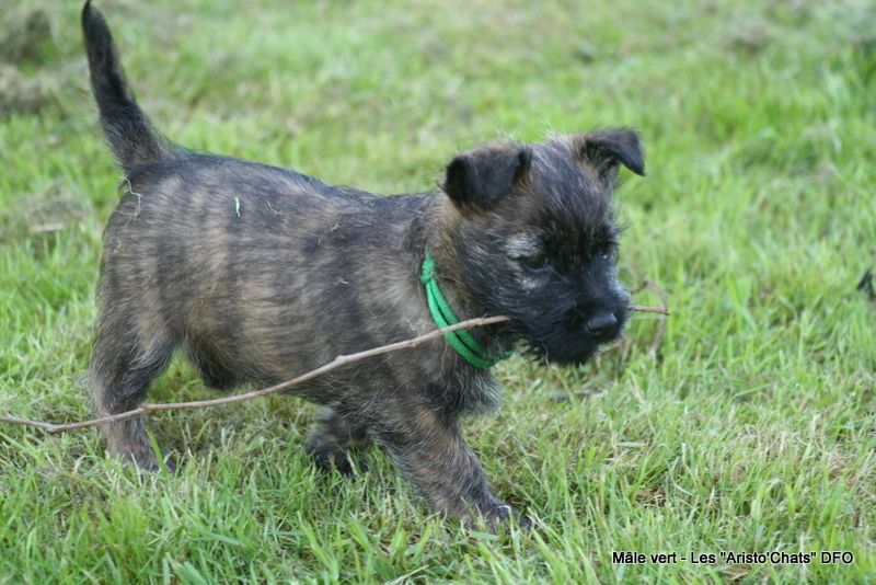 Des Fauves D'orient - Chiots disponibles - Cairn Terrier