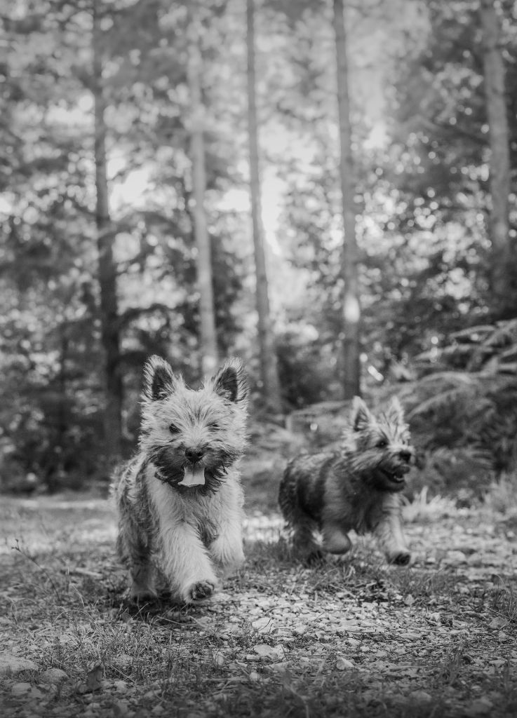 Des Fauves D'orient - Chiots disponibles - Cairn Terrier