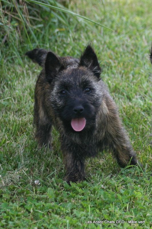 Des Fauves D'orient - Chiots disponibles - Cairn Terrier