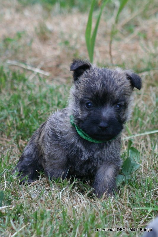 Des Fauves D'orient - Chiots disponibles - Cairn Terrier