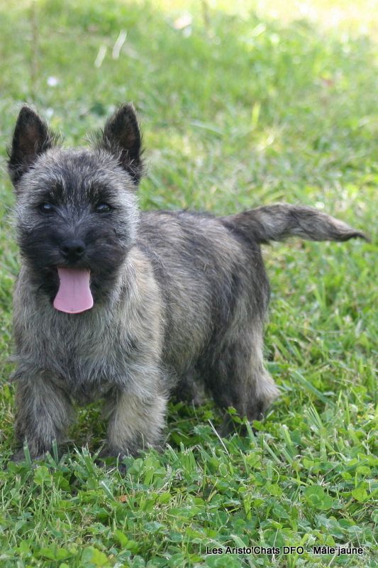 Des Fauves D'orient - Chiots disponibles - Cairn Terrier