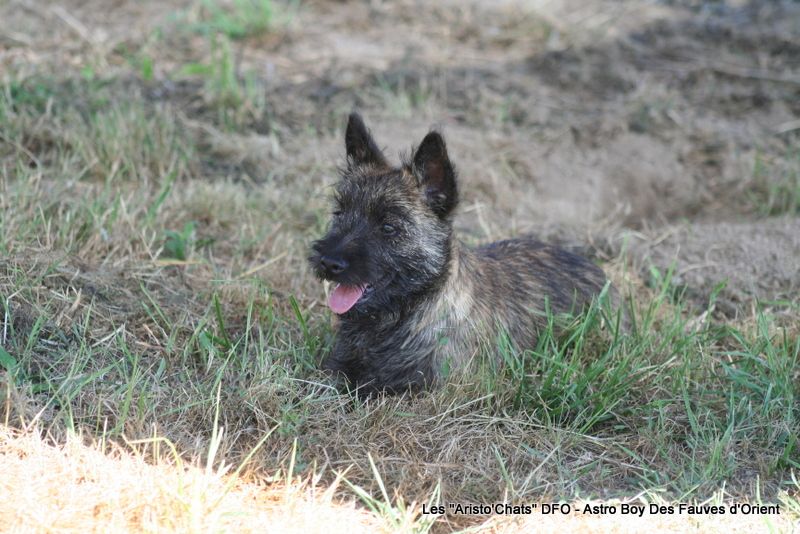Des Fauves D'orient - Chiots disponibles - Cairn Terrier