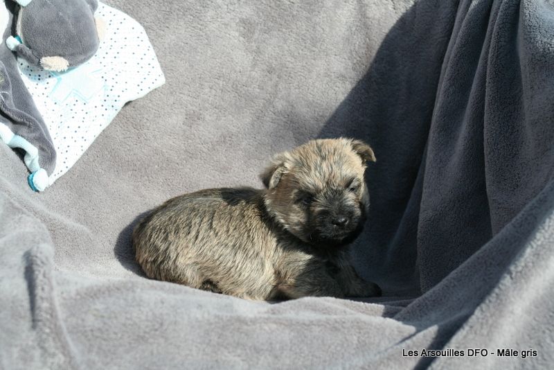 Des Fauves D'orient - Chiots disponibles - Cairn Terrier