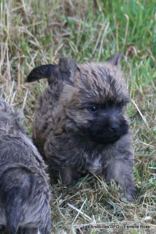 Des Fauves D'orient - Chiots disponibles - Cairn Terrier