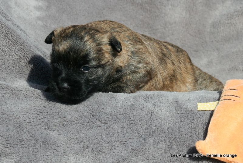 Des Fauves D'orient - Chiots disponibles - Cairn Terrier