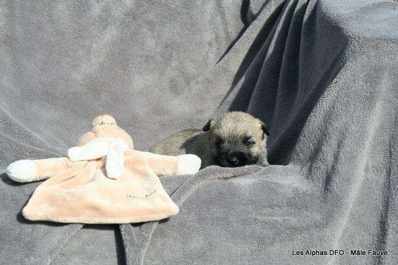 Des Fauves D'orient - Chiots disponibles - Cairn Terrier