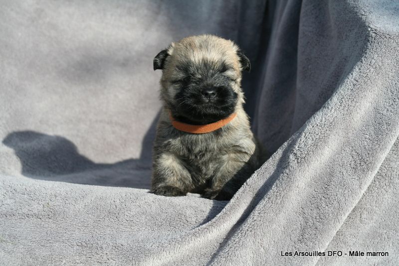 Des Fauves D'orient - Chiots disponibles - Cairn Terrier
