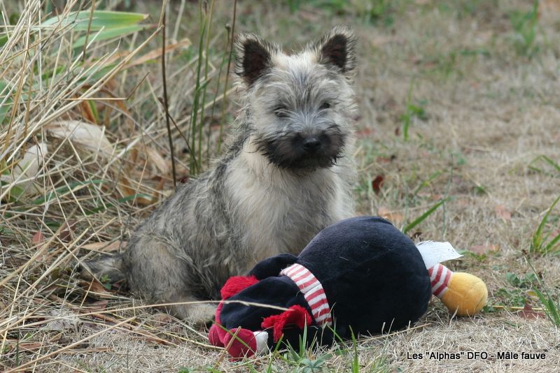Des Fauves D'orient - Chiots disponibles - Cairn Terrier