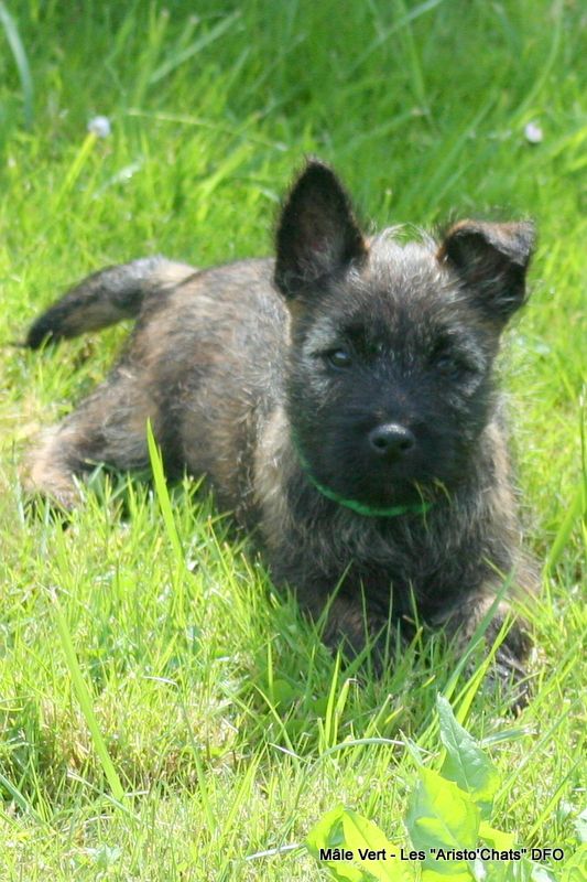 Des Fauves D'orient - Chiots disponibles - Cairn Terrier