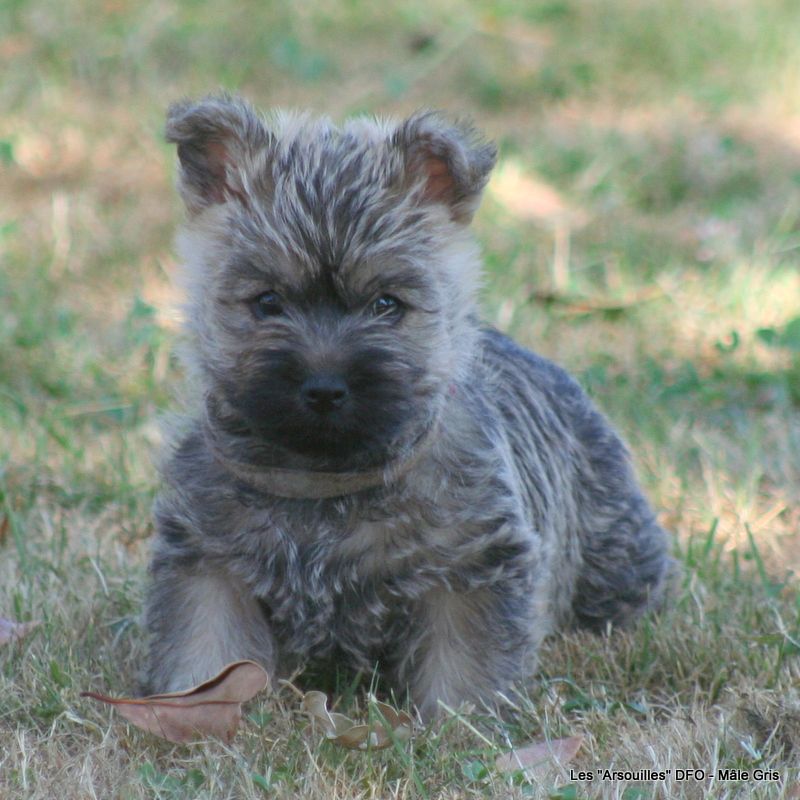 Des Fauves D'orient - Chiots disponibles - Cairn Terrier