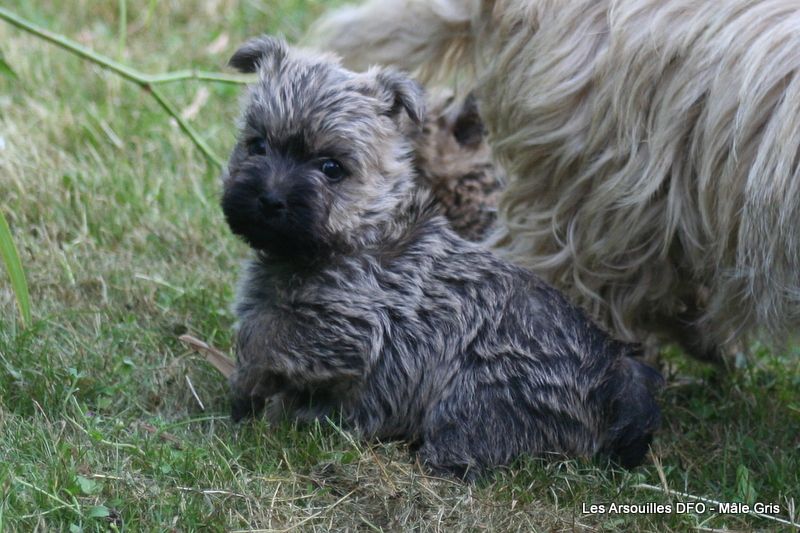 Des Fauves D'orient - Chiots disponibles - Cairn Terrier