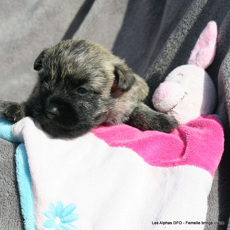 Des Fauves D'orient - Chiots disponibles - Cairn Terrier