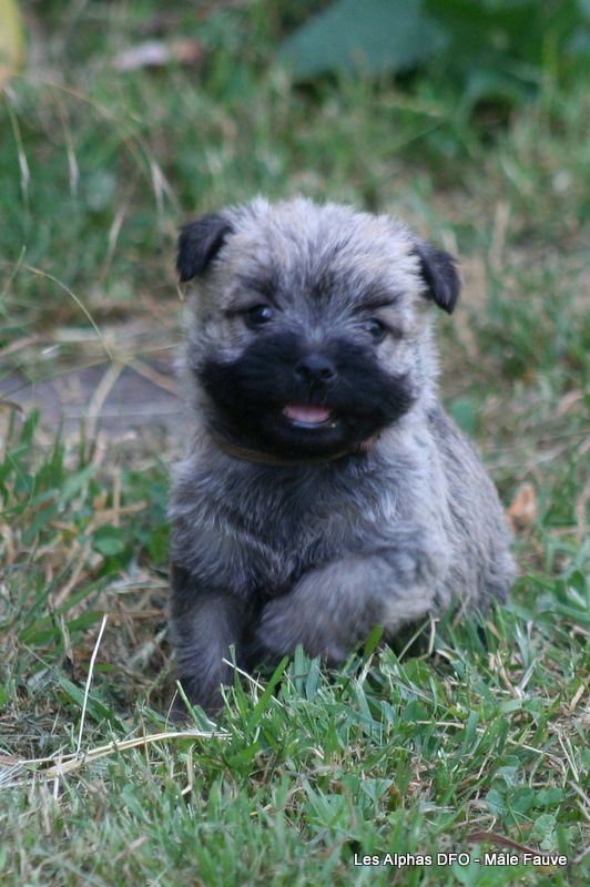 Des Fauves D'orient - Chiots disponibles - Cairn Terrier