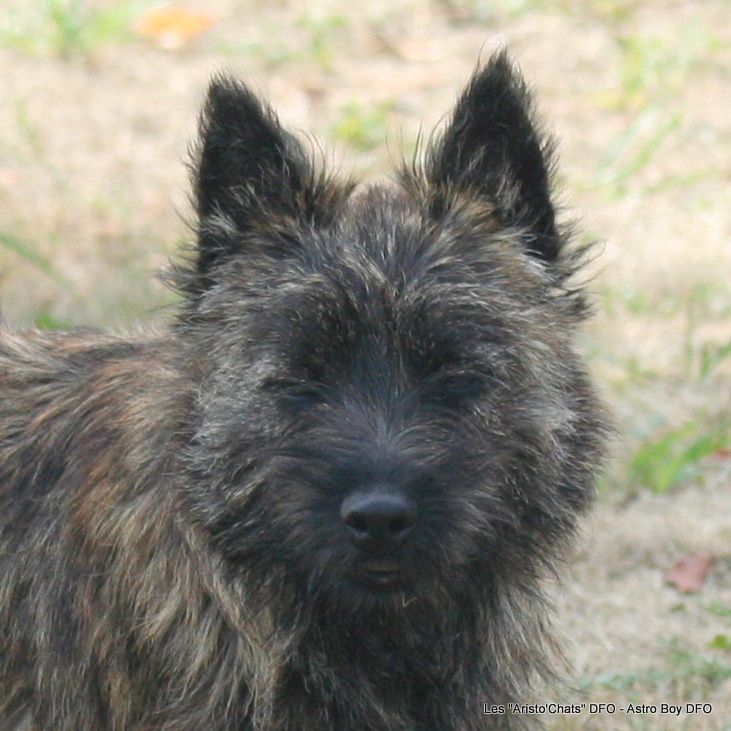 Des Fauves D'orient - Chiots disponibles - Cairn Terrier
