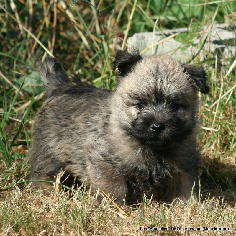 Des Fauves D'orient - Cairn Terrier - Portée née le 15/05/2025