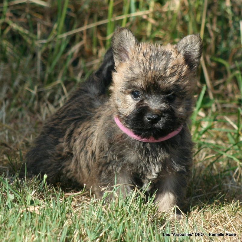 Des Fauves D'orient - Chiots disponibles - Cairn Terrier