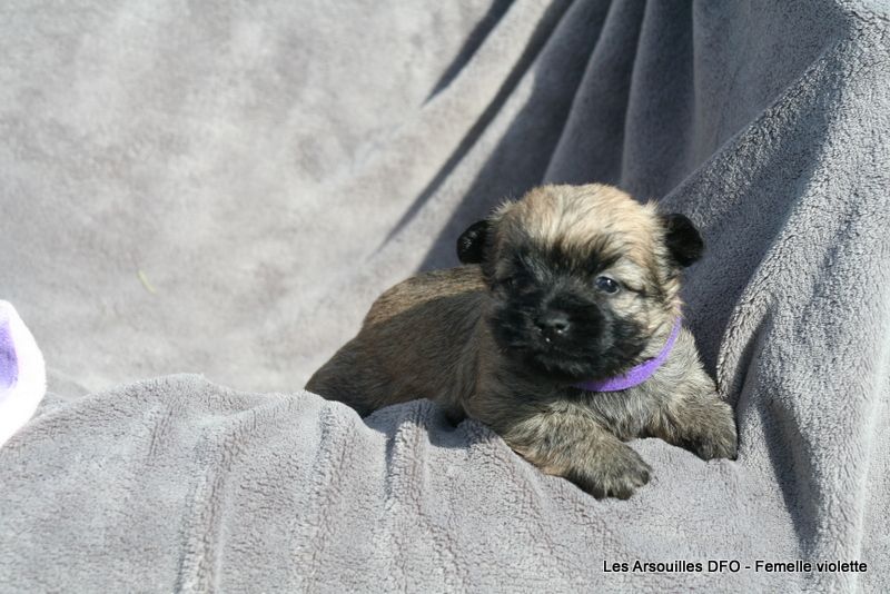 Des Fauves D'orient - Chiots disponibles - Cairn Terrier