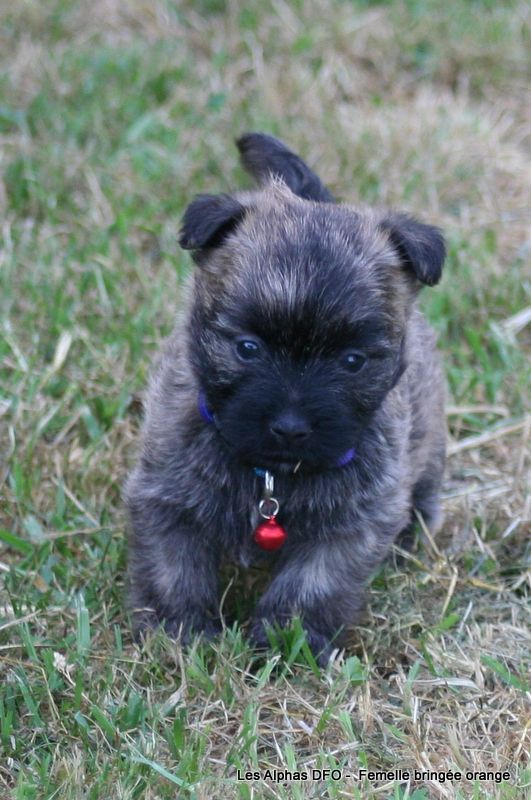 Des Fauves D'orient - Chiots disponibles - Cairn Terrier
