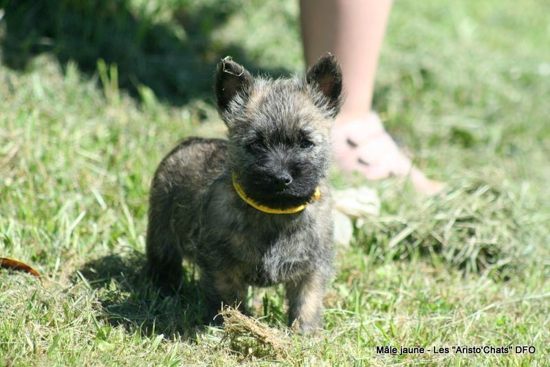 Des Fauves D'orient - Chiots disponibles - Cairn Terrier