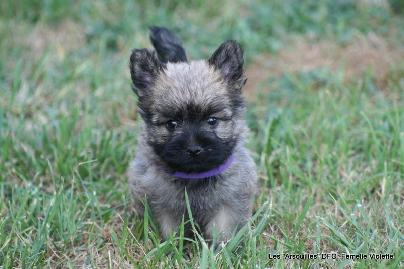 Des Fauves D'orient - Chiots disponibles - Cairn Terrier