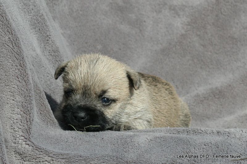 Des Fauves D'orient - Chiots disponibles - Cairn Terrier