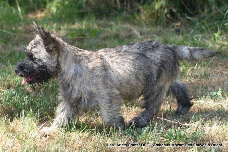 Des Fauves D'orient - Chiots disponibles - Cairn Terrier