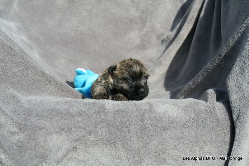 Des Fauves D'orient - Chiots disponibles - Cairn Terrier
