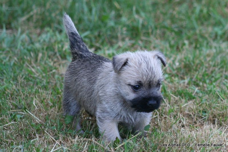 Des Fauves D'orient - Chiots disponibles - Cairn Terrier
