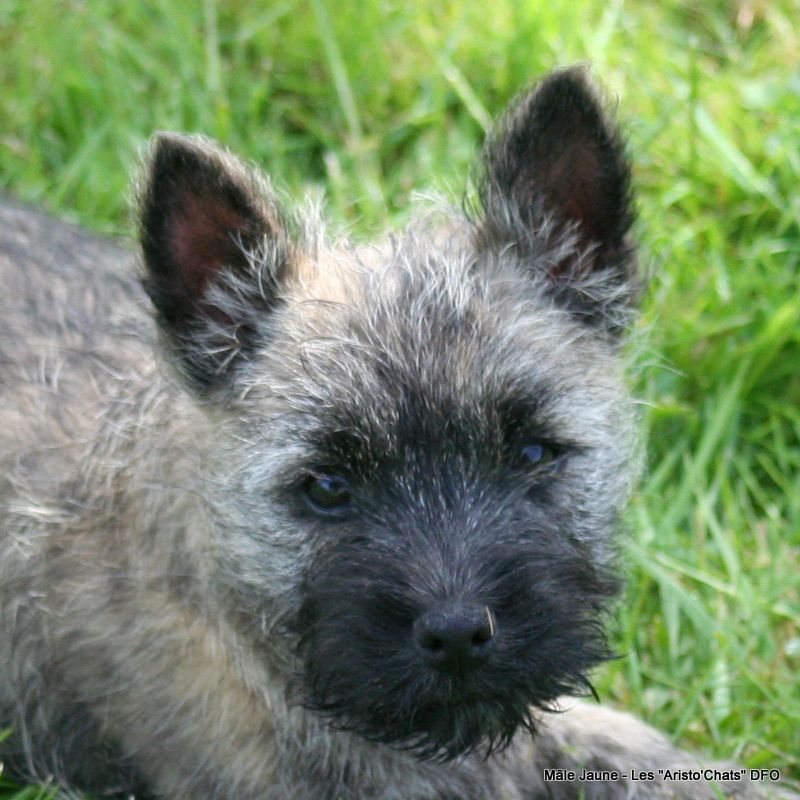 Des Fauves D'orient - Chiots disponibles - Cairn Terrier