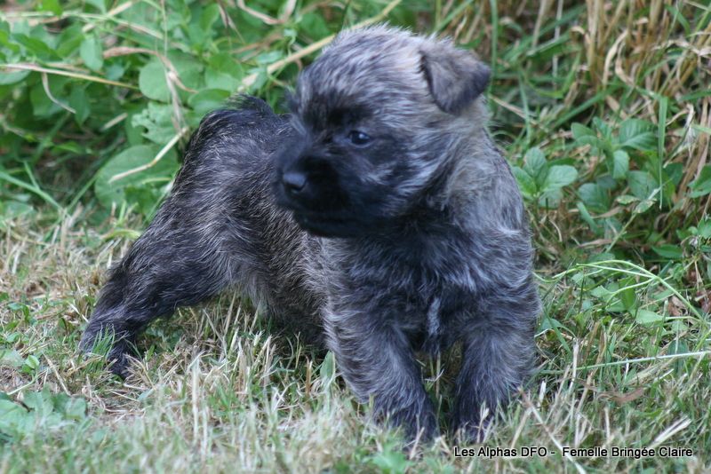 Des Fauves D'orient - Chiots disponibles - Cairn Terrier